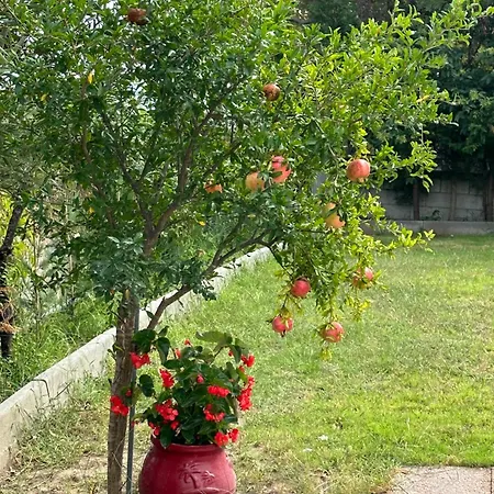 Villaralli * Vrasna